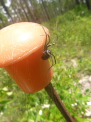 Latrodectus mactans