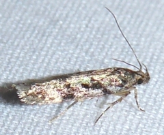 Aristotelia pudibundella