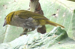 Chlorospingus flavigularis