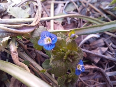Veronica persica