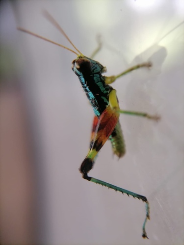 Subgenus Oaxaca · iNaturalist