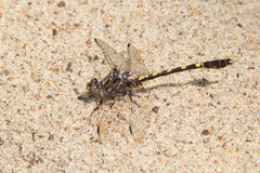 Progomphus obscurus