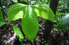 Anthurium rotundatum