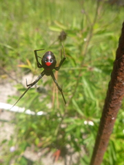 Latrodectus mactans