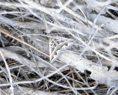 Dichromodes poecilotis
