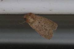 Homorthodes communis