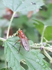 Dryomyzidae
