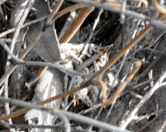 Dichromodes poecilotis