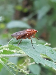 Dryomyzidae