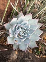 Echeveria cuspidata