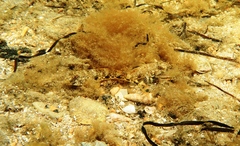 Favonigobius lateralis