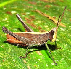 Maculiparia rotundata