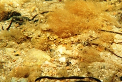 Favonigobius lateralis
