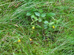 Melampyrum sylvaticum