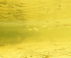 Aldrichetta forsteri