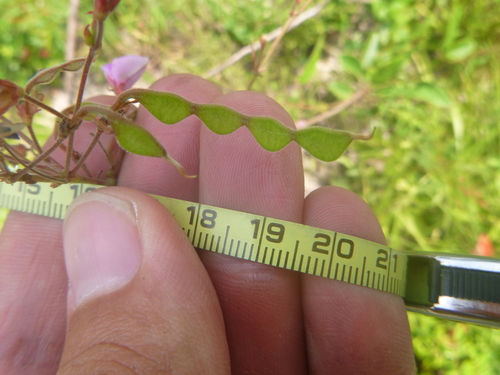 Image of Desmodium fernaldii by no rights reserved