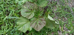 Malachra alceifolia