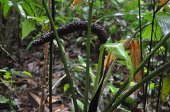 Anthurium sanctifidense