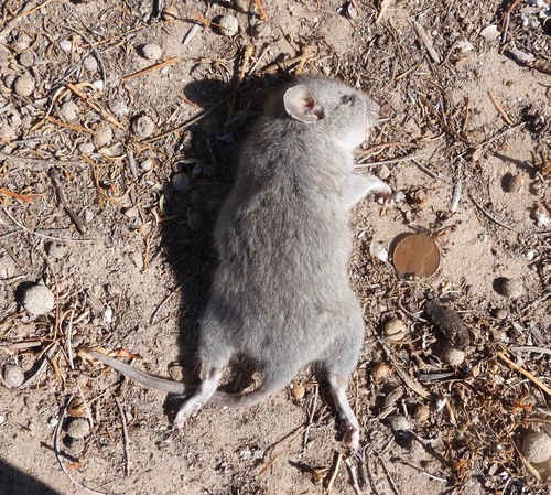 Southern Plains Woodrat