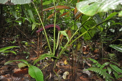 Anthurium sanctifidense