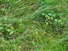 Melampyrum sylvaticum