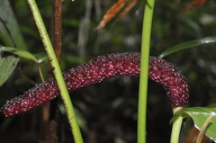 Anthurium sanctifidense