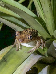 Osteopilus septentrionalis