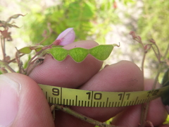 Desmodium fernaldii