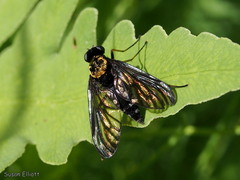 Chrysopilus thoracicus