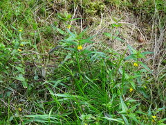 Melampyrum sylvaticum