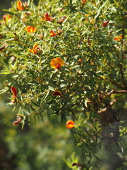 Pultenaea reticulata