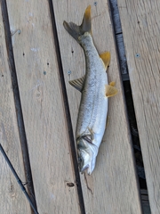 Ptychocheilus oregonensis