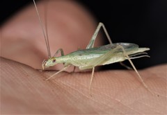 Oecanthus exclamationis