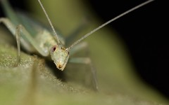 Oecanthus exclamationis