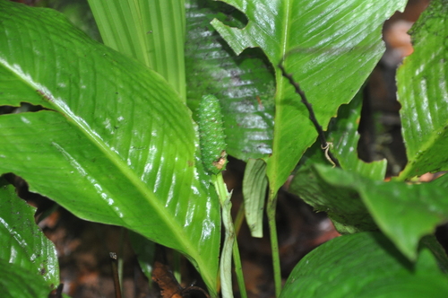 Cunas de Moisés (género Spathiphyllum) · iNaturalist Ecuador