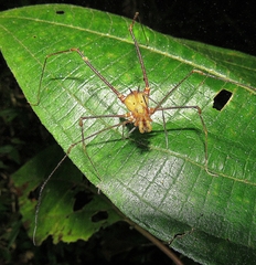 Ventrivomer ancyrophorus