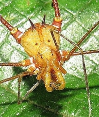 Ventrivomer ancyrophorus