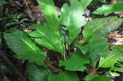 Spathiphyllum dressleri