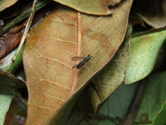 Merosargus