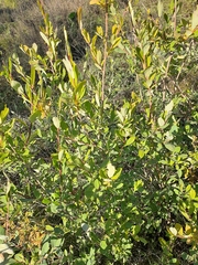 Salix kochiana