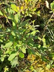Salix kochiana