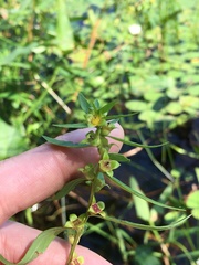 Ludwigia sphaerocarpa