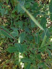 Salix kochiana
