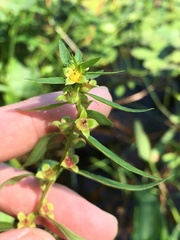 Ludwigia sphaerocarpa