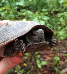 Kinosternon subrubrum subrubrum