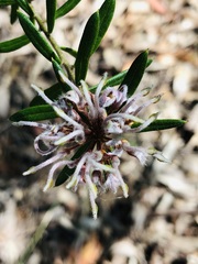 Grevillea phylicoides