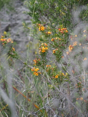 Eutaxia myrtifolia