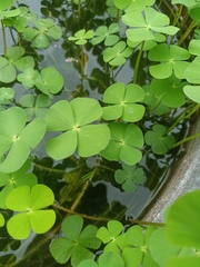 Marsilea crenata