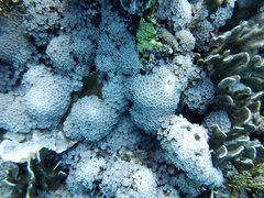 Clavularia