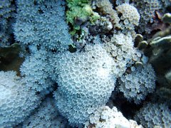 Clavularia